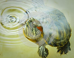 Red-eared turtle peeks out of the water.