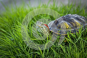 Red-eared turtle resting on the grass basking in the sun.