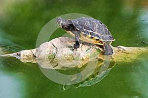 Red eared turtle on a rock