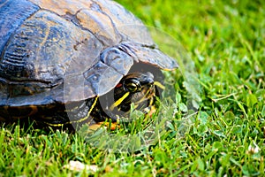 Red eared turtle in shell close up