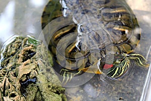 A red-eared turtle sits in a terrarium in the water.