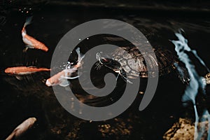 Red eared turtle and small colourful koi fishes swimming in the dark pond