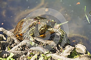 Red Eared Turtle