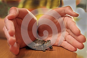 Red eared turtle small in the palm of your hand on the table