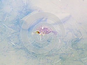 A red-eared turtle stuck its head out on the surface of the muddy pond water