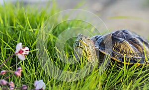 The red-eared turtle is sunbathing on the green grass.Trachemys scripta.