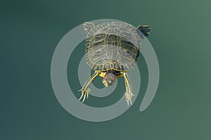 A red-eared turtle swims near the shore of a pond with turquoise water. The red-eared slider