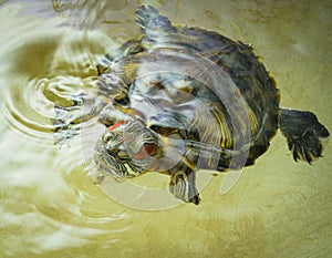 Red-eared turtle swims in the water.