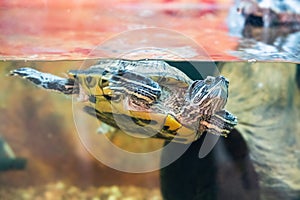 Red-eared turtle Trachemys scripta swims in an aquarium photo
