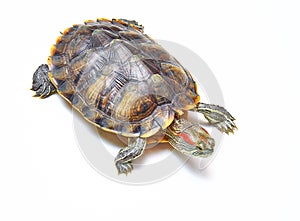 Red-eared turtle, Trachemys scripta on white isolated background. Yellow-bellied water turtle. Close up photo