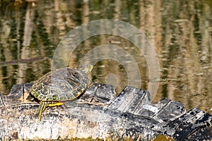 Red Eared Turtle, Trachemys scripta. in the wild