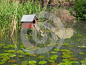 A red-eared turtle with turtles climbs into a wooden house. Pond with water lily leaves. Red-eared freshwater turtle is