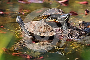 Red Eared Turtles
