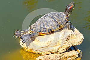 red-eared turtles basking in the sun