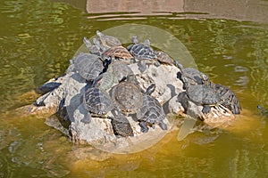 red-eared turtles basking in the sun