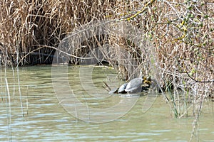 Red-eared turtles, or California, Trachemys scripta, sunbathing on a rock on the shore of a lake in Mallorca, invasive species of