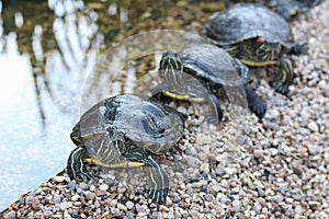 Red-eared water turtles sitting in a row on the shore of the pond. Close up.