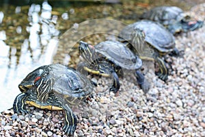 Red-eared water turtles sitting in a row on the shore of the pond. Close up. Botanical garden.