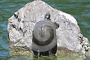 Red eared and Yellow bellied slider turtles sunning Stow Lake Golden Gate Park 10