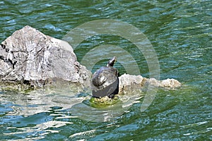 Red eared and Yellow bellied slider turtles sunning Stow Lake Golden Gate Park 28