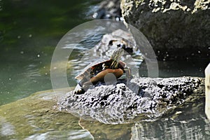 Red eared and Yellow bellied slider turtles sunning Stow Lake Golden Gate Park 31