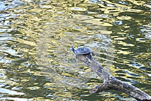 Red eared and Yellow bellied slider turtles sunning Stow Lake Golden Gate Park 38
