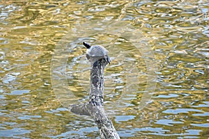 Red eared and Yellow bellied slider turtles sunning Stow Lake Golden Gate Park 42