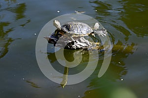 Red eared and Yellow bellied slider turtles sunning Stow Lake Golden Gate Park 60