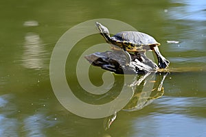 Red eared and Yellow bellied slider turtles sunning Stow Lake Golden Gate Park 70