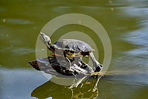 Red eared and Yellow bellied slider turtles sunning Stow Lake Golden Gate Park 73