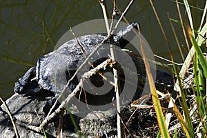Red eared and Yellow bellied slider turtles sunning Stow Lake Golden Gate Park 75
