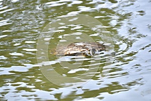 Red eared and Yellow bellied slider turtles swimming 29