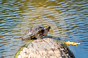 A red-eared or yellow-bellied turtle (scientific name Trachemys Scripta) sits on a tree trunk.