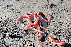 Red earth dunged down the gray earth, many worms for fishing