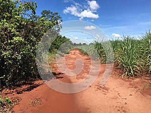 Red earth path through sugar cane plantation Fazenda in Sao Paulo State Brazil photo