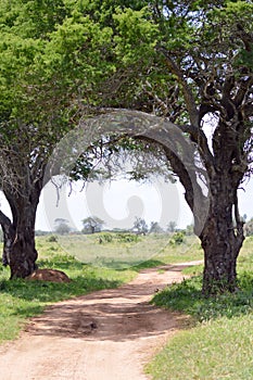 Red earth trail in Tsavo West Park