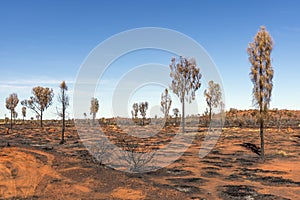 Red earth and trees burned by Aborigines in the Australian outback on a beautiful sunny day in Ayers Rock