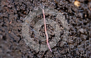 Red earthworm on organic soil, humus, compost. Vermicomposting, vermiculture, homemade worm composting. Kitchen and garden waste photo