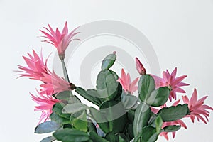 Red easter cactus flower in white pot