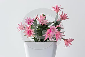 Red easter cactus flower in white pot