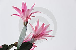 Red easter cactus flower in white pot