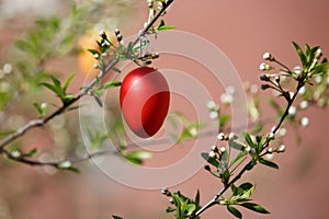 A red Easter egg is hanging on a branch of a blooming cherry tree