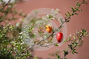 A red Easter egg is hanging on a branch with cherry tree flower buds