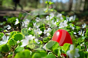 Red Easter egg is hidden in a meadow with white flowers. Christian tradition.