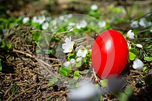 Red Easter egg is hidden in a meadow with white flowers. Christian tradition.