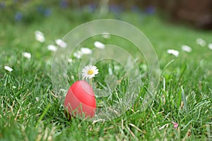 Red Easter egg next to daisy in a grass