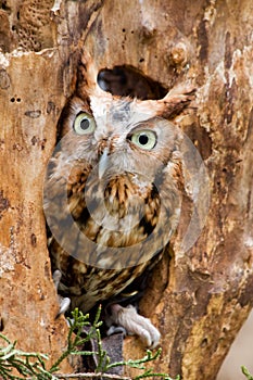 Red Eastern Screech Owl photo