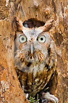 Red Eastern Screech Owl