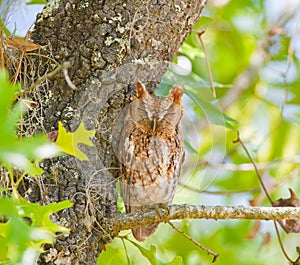 Red eastern screech owl Megascops Asio perched on tree branch