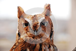 Red Eastern Screech Owl